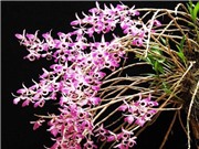 Lâm Đồng: Phát triển mô hình trồng lan rừng bản địa